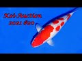 Koi-Auction # 20 | Ikarashi Ozumi