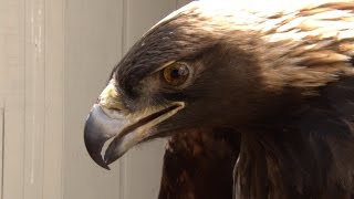 Rare golden eagle to New Jersey released in Montclair