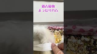 【近況報告】ポポちゃん、、、バイバイ