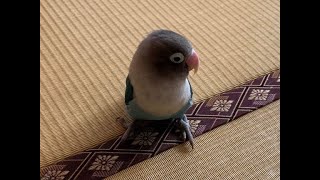 うちの🐤ボタンインコは、毎日📅２～３時間⏰ゴミ箱の中で遊んでからＧＯ！ＨＯＭＥ🐥するよ👍