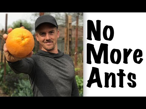 How to Get Rid of Ants in Your Garden! How to Get Rid of Ants in Your Garden!