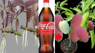 How to grow mango trees from cuttings in Coca-Cola