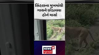 Amreli News : સિંહણના મુખમાંથી ગણે છોડાવવા હોર્ન માર્યા | Video Viral | Gujarati News | N18S #shorts