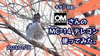 ギター日記　OM System さんのMC-14 テレコン使ってみた　2023年1月16日