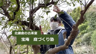 【茶室 宝庵 / 庭づくり塾】プレイベント＃01「ウメの剪定と樹勢回復」