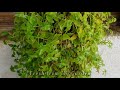 evergreen turtle vine 2 varieties beautiful fast growing hanging plant plant care and tips