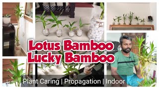 Lotus Bamboo / Lucky Bamboo | Care and Propagation | മലയാളം | SIJOseGarden