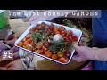 Tomato Harvest and a quick outdoor CHUTNEY #5