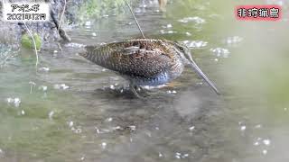 アオシギ Solitary Snipe (Gallinago solitaria)