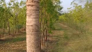 sandalwood #porbandar #chandantree 🌿🌳