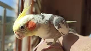 Cockatiel flirt dance