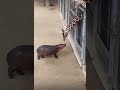 Babies interacting 😍😍 #animal #hippo #jiraffe #baby #cute #amazing #fyp #viral