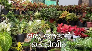 20 വർഷം വരെ പഴക്കമുള്ള വിവിധയിനം ചെടികളുള്ള ചെടിവീട്