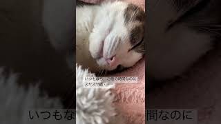 【猫動画】起きない猫 #猫かわいい #かわいい猫 #cat #ハチワレ #猫 #猫のいる暮らし #猫のいる生活 #猫好きさんと繋がりたい #shorts