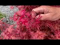 exploring stunning japanese maples with burkland gardens 🌳 nursery tour