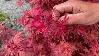 Exploring Stunning Japanese Maples with Burkland Gardens 🌳 | Nursery Tour