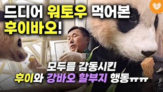 드디어 워토우 먹어본 후이바오! 다음 날 한 놀라운 행동은? 🐼 모두를 감동시킨 강바오의 태도