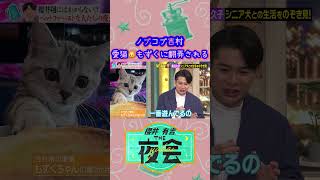 【夜会】吉村さんの愛猫😺もずくちゃんのお気に入りは！？