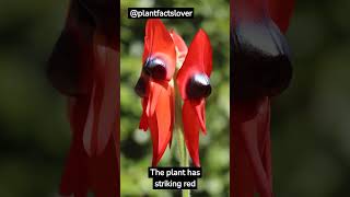 Sturts desert pea