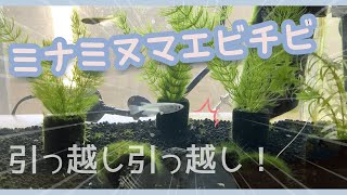 【めだか】ミナミヌマエビの引っ越しお水が大事だよ～【稚エビ】