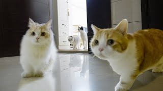 假装出门忘记锁门，我的猫会跑出去吗？｜花花与三猫 Cat Live