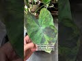 Colocasia Black Marble, alhamdulillah nambah lagi koleksinya.