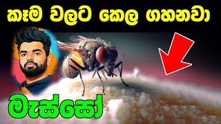 මැස්සෝ කෑම වලට කෙල ගහනවා ! මී මැස්සෝ පගාව ගන්නවා | Flies spit on the food | Suranga Karunanayaka