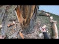 crispy dead tree removal