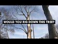 Crispy Dead Tree Removal!