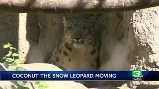 Sacramento Zoo says goodbye to beloved snow leopard