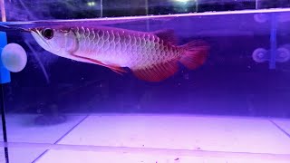 Livepets.in: RTG Arowana.