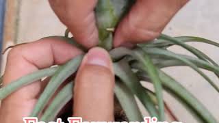 Tillandsia Air plant. Removal / Cutting pup from mother plant. 切割空气凤梨侧芽。繁殖侧芽。