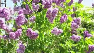 HD Lilacs at the Hulda Klager Lilac Gardens 2012