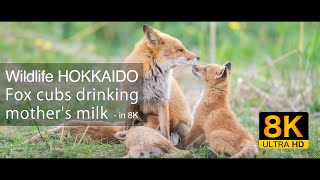 【8K】Fox cubs drinking mother's milk in 8K - おっぱいを飲む子ぎつねたちを見る動画