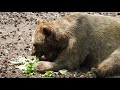 Brown bear in Ouwehands Dierenpark Rhenen