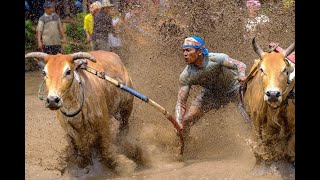 Yadawada kudubandi Bullock cart race #KhillariBull #HallikarBull #BullockCartRacec #bullrace