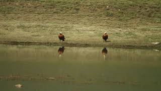 ruddy shelduck - tadorna ferruginea - წითელი იხვი