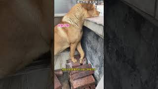 狗狗也有烦恼吗？大黄趴在楼顶栏杆上，一动不动 #animals