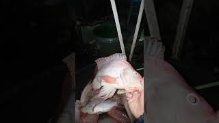 Harvesting Red Tilapia from Aquaponics System Tank
