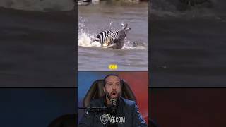 Zebra’s Epic Escape from Alligators and a Hippo Will Leave You Speechless!