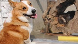 (HD) otters / コツメカワウソ 京急油壺マリンパーク 20110205 Goro@Welsh corgi