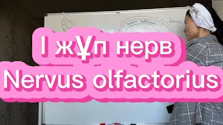 Неврология - 1 жұп нерв - иіс сезу нерві / nervus olfactorius