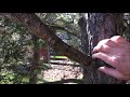 how to trim pine trees