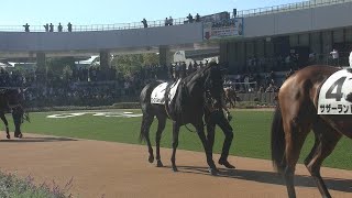 3歳以上2勝クラス 現地 パドック ローズバルサム サザーランド サウンドアレグリア カマチョクイン 2024/11/3 京都競馬場 8R