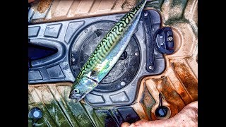 Mackerel bonanza from a kayak