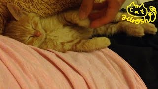 茶トラ子猫「ひろし」挟まり居眠り②　ぬいぐるみと私 Super Cute Cat Hiroshi looks like a doll