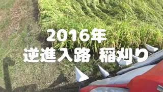 2016年 逆進入路　稲刈り　四隅手刈りなし