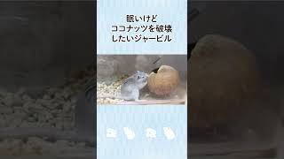 【ジャービル】もっと齧っていたいけど眠気が…🐁💤