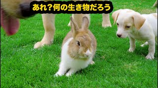 生まれて初めてうさぎを見た子犬の反応が超かわいい・初めて外の世界に出てお散歩デビューした子犬の反応が…！