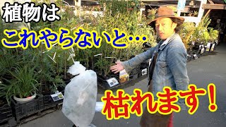 【植物を寒さで枯らさない！】園芸店長が植物の防寒対策を教えます。寒さで枯れてしまう前に必ず見てください。ガーデニング初心者の方必見です。簡単おすすめアイテムの紹介もします